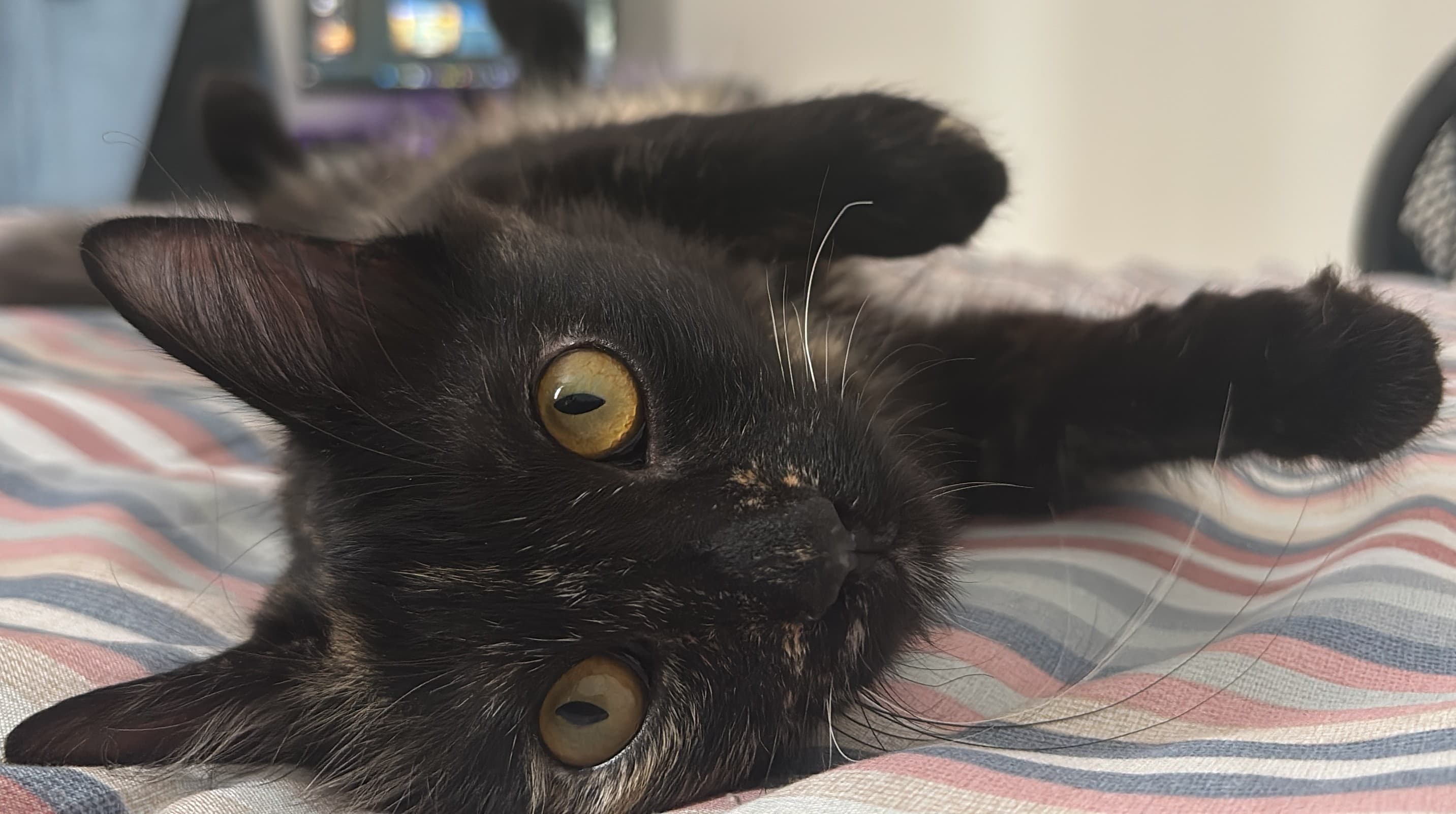 Miazinha
